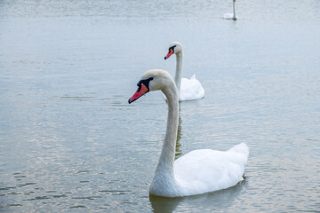 Two Graceful white Swans swimming in the lake, swans in the wild