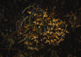 Monarch Butterfly Bunches