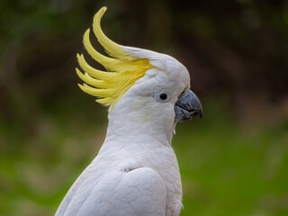 Cockatoo Crest