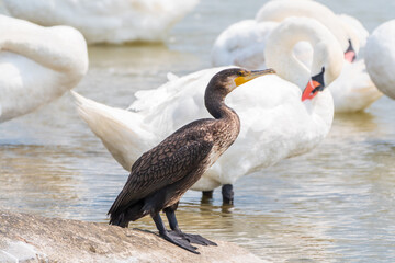 Great cormorant stands among white swans on the lake shore