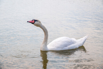 Graceful white Swan swimming in the lake, swans in the wild. Portrait of a white swan swimming on a lake.