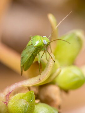 Taylorilygus apicalis broken-backed bug, walking on a green plant