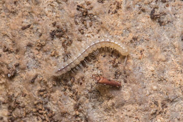 Young greenhouse millipede, Oxidus gracilis, walking on the soil