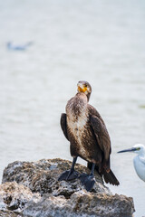 Great cormorant, Phalacrocorax carbo, standing on a stone on the sea shore.