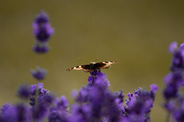 Lavender field in France with butterflies