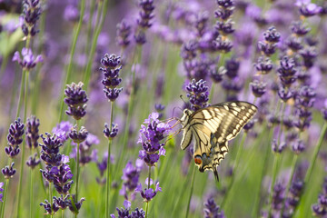 Lavender field in France with butterflies