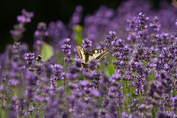 Lavender field in France with butterflies