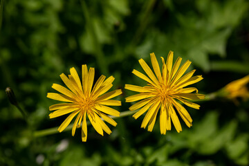 	
Aposeris foetida flower in meadow, close up	