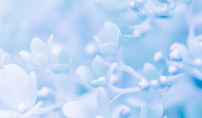 Background of white blue petals of Hydrangea or Hydrangea. Soft focus