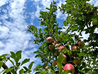 Apples trees with red ripe fruits in orchard garden against blue sky clouds.