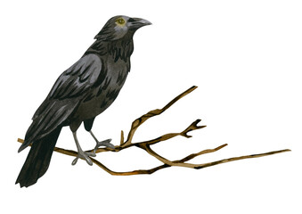 Raven on a branch - dark watercolor illustration isolated on white.