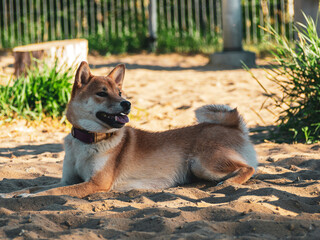 Shiba Inu plays on the dog playground in the park. Cute dog of shiba inu breed walking at nature in summer. walking outside. 