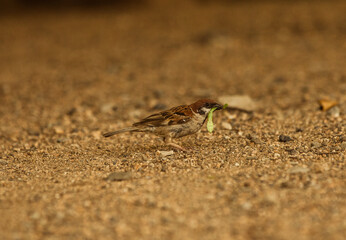 小さいスズメ　bird　Sparrow