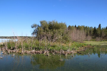 Fototapeta na wymiar Marsh Lands, Elk Island National Park, Alberta