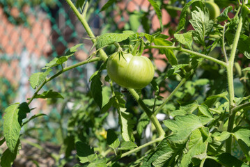 Green tomatoes in the garden