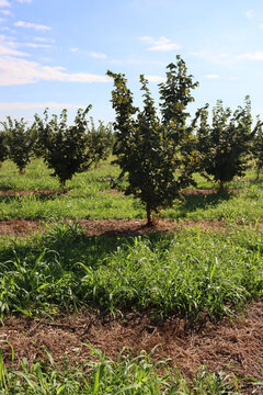 Hazel tree plantation on late summer in the italian countryside.  Corylus avellana trees on a sunny day