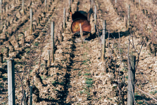 Une brouette pour bruler les sarments dans les vignes pendant l'hiver. Le travail de la vigne l'hiver. La pollution du brulage des d&eacute;chets.
