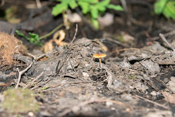 Mushroom near the tree roots