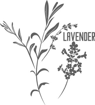 Lavender officinalis leaves and flowers vector silhouette. English lavender medicinal herbal outline. Lavandula angustifolia silhouette illustration for pharmaceuticals and cosmetology. Lavandula vera