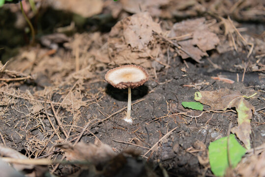 Mushroom Near The Tree Roots