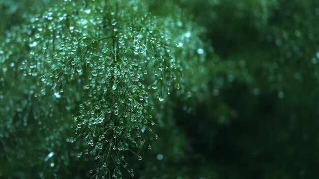 Asparagus, or garden asparagus, folk name sparrow grass, scientific name Asparagus officinalis, is perennial flowering plant species in genus Asparagus.Raindrops on Asparagus