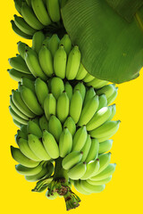 Bunch of cultivated bananas or organic bananas plantation isolated on yellow background with clipping path.