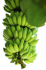 Bunch of cultivated bananas or organic bananas plantation isolated on white background with clipping path.