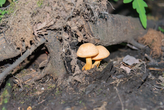 Mushroom near the tree roots