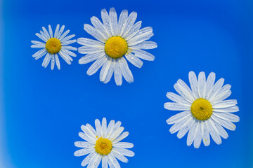 Daisies in blue water with drops of water. Chamomile buds on the surface of the water. Flowers on the water. Selective focus. 