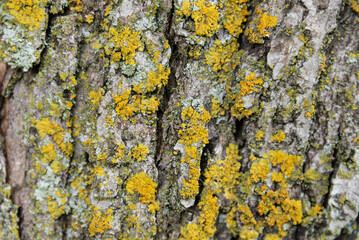 A close up view of an Old Tree trunk