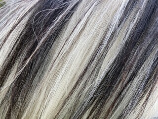 close up of black and white mane of horse