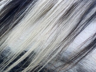 close up of black and white mane of horse