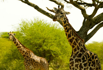 A happy family of two giraffes hides from the scorching sun in the shade of trees in the savannah