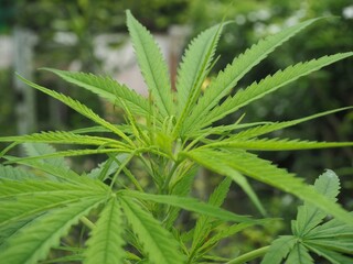 Cannabis leaves, cannabis plants, cannabis leaves Medical use.