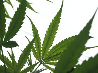 Cannabis leaves There is a background of white skies, cannabis leaves. Medical use.