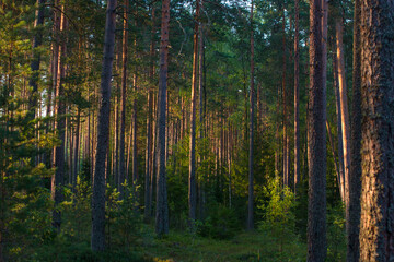 pine forest at dawn. Wildlife of Karelia