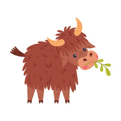 Cute Yak Character with Dense Fur and Horns Standing and Chewing Grass Vector Illustration