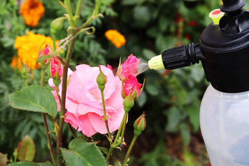 Spraying roses in the garden with a spray bottle. Pest control concept. Caring for garden plants. selective focus