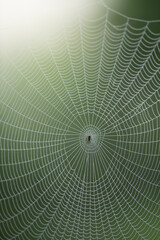 Spider resting in center of large symmetrical cobweb
