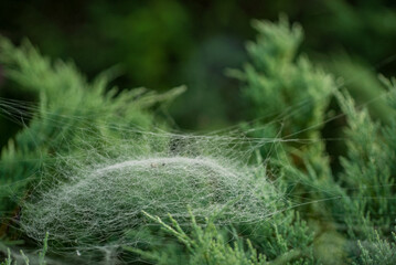 Spider resting in center of large symmetrical cobweb
