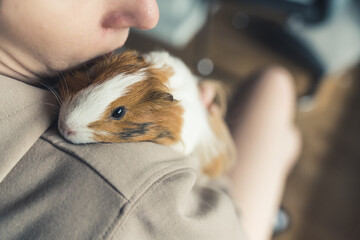 Unrecognisable person wearing hoodie hugging white and brown guinea pig resting on shoulder leaning in. Loving pet. Horizontal indoor shot. High quality photo - obrazy, fototapety, plakaty