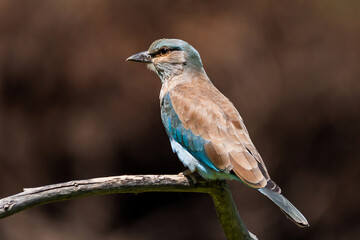 European Roller (Coracias garrulus). A beautiful bird is sitting on a branch