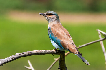 European Roller (Coracias garrulus). A beautiful bird is sitting on a branch