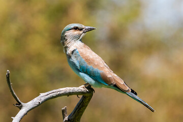 European Roller (Coracias garrulus). A beautiful bird is sitting on a branch