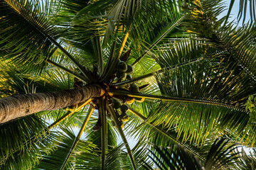 Fototapeta premium 椰子の木
