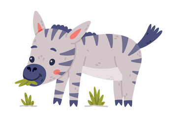Funny Zebra with Black-and-white Striped Coat Chewing Green Grass Vector Illustration