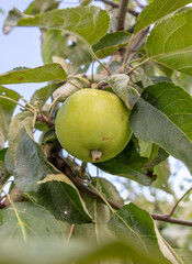 Ripe apples on the branches of a tree.