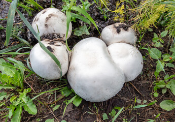 White champignon mushrooms grow in the park.