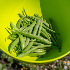 Beans in pods in a green cup.