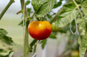 Ripe tomato fruits on the plant.